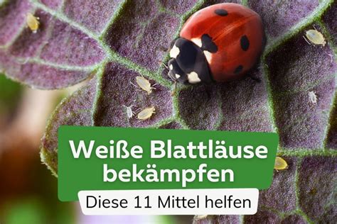 Weiße Blattläuse bekämpfen 11 Hausmittel