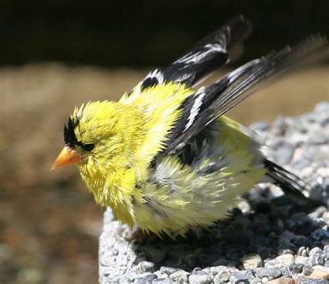 Yellow Puffball baby - yellow finch