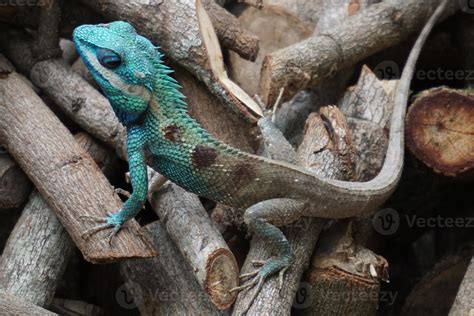 blue crested lizard 721624 Stock Photo at Vecteezy