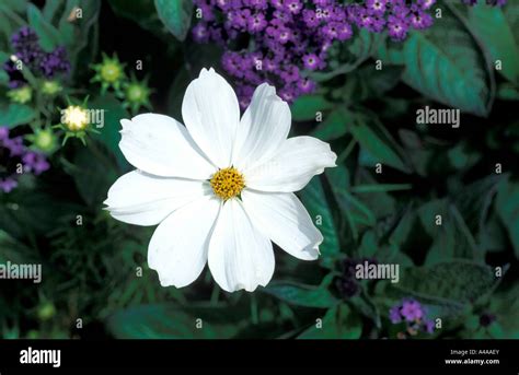 Cosmos Bipinnatus Sonata White Stock Photo Alamy