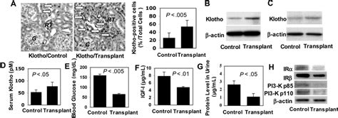 Subcutaneous Human Bmmsc Transplantation Up Regulated Klotho Expression