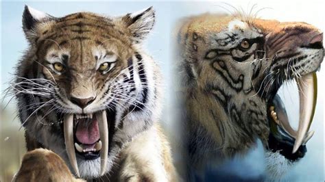 Tigre dente de sabre Característica comportamento e extinção do animal