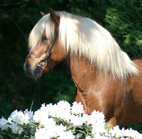 Austrian Avelignese Chestnut Haflinger Horses