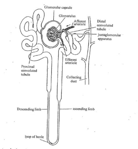 Structure Of Nephron Diagram