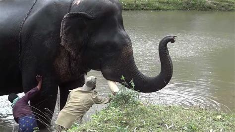 How To Wash An Elephant Youtube