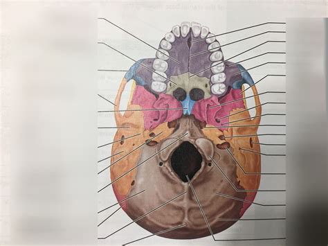 Inferior View Of Skull Bones And Markings Diagram Quizlet