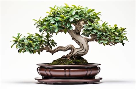 Premium AI Image Bonzai Tree In Pot White Background