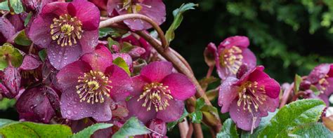 Why You Should Add Hellebores to Your Garden 🌸 The Gardener's Center • Darien, CT