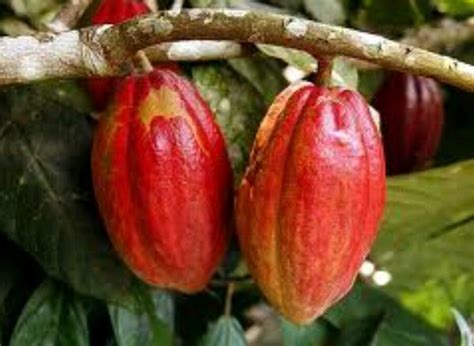 Jual Buah Coklat 500gr Kakao Kako Matang Pohon Bisa Untuk Benih Dan