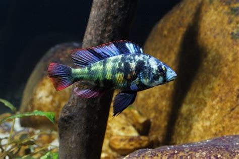 What is the most desired/rare cichlid of them all?? | AquariaCentral.com