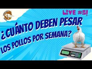 Cuantos Kilos Pesa Un Pollo Entero Peso Actual