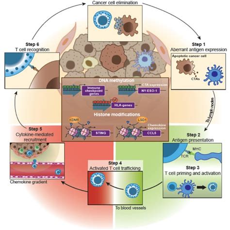 Epigenetic Regulation Of Cancer Immunity Cycle In TNBC This Scheme