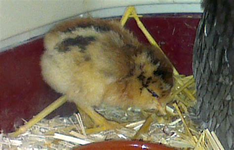 Poussins Araucana 2016 De La Petite Basse Cour De Graciane