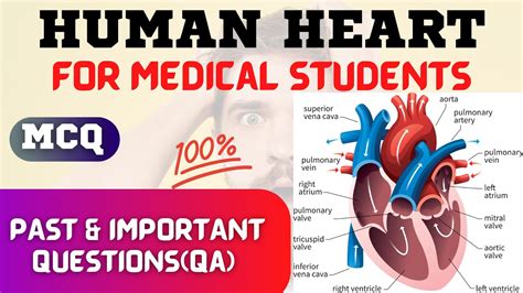 Circulatory System Mcqs Important Past Mcq Common Entrance