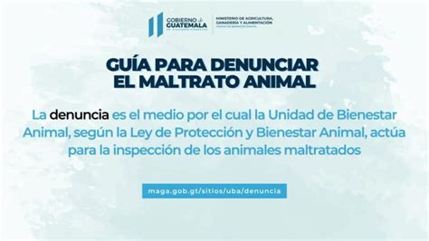 Nuevas Medidas Legales Para Proteger A Los Animales Según La Ley De