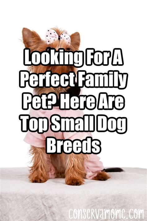 Top 10 Cute Little Dog Breeds Perfect for Family Life - Hunter Games Magazine