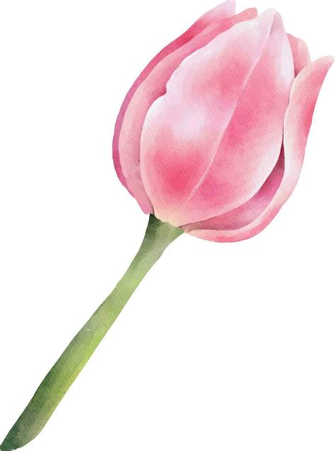 Pink watercolor tulip. Hand drawn watercolor illustration 23364969 ...