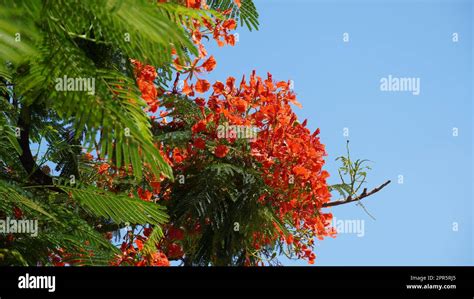 Hermosa rama de flores rojas Flama árbol Delonix regia en junio Real