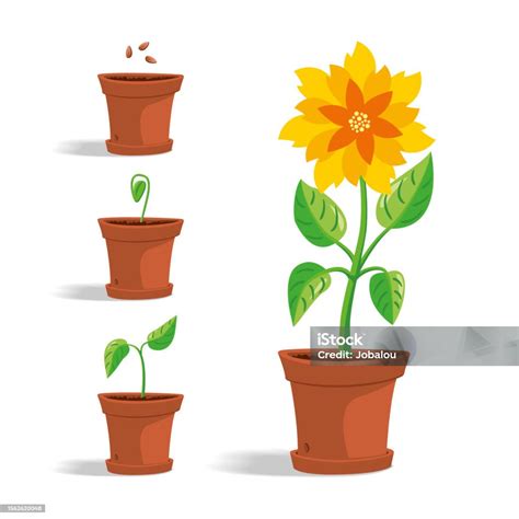 Cartoon Flower Growth Stages Stock Illustration Download Image Now Flat Design Growth Seed