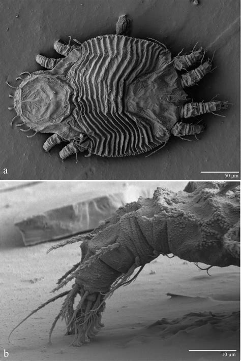 Redescription Of Tenuipalpus Heveae Baker Acari Tenuipalpidae And