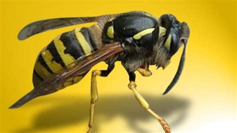 Florida Gives Homeowners Tiny Wasps To Battle Citrus Disease Wtvx