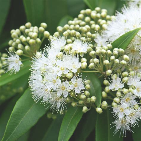 Tucker Bush Backhousia Lemon Myrtle Garden Express