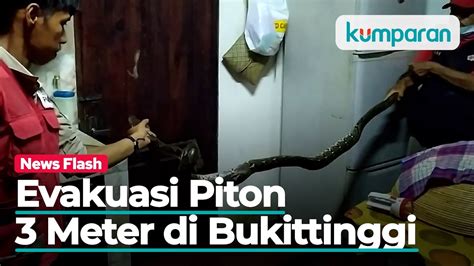 Ular Piton Sepanjang Tiga Meter Diselamatkan Dari Rumah Dokter Di