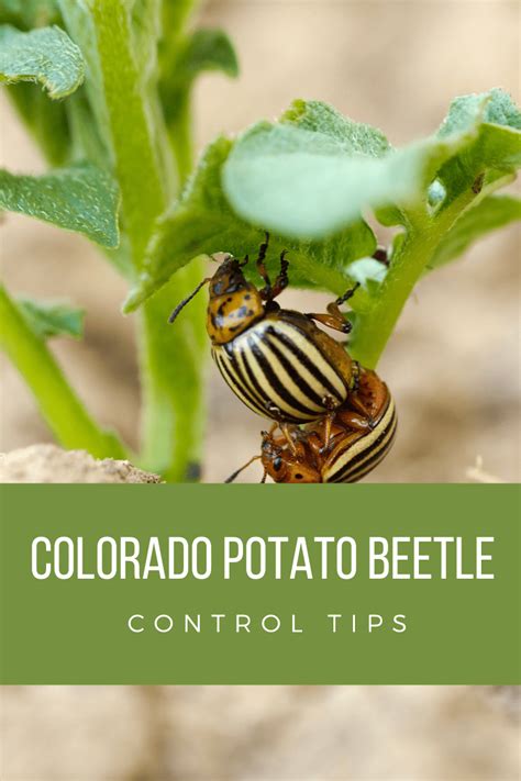 Colorado Potato Beetle Warren County Agriculture