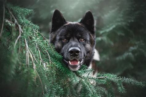 Qu Verduras Pueden Comer Los Perros Y Cu Les No Punto News