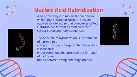 Solution Nucleic Acid Hybridization Lecture Studypool