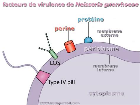 Virulence définition et explications