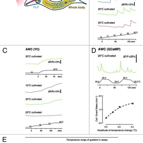 Thermotaxis Behavior In C Elegans A C Elegans Cultivated At A