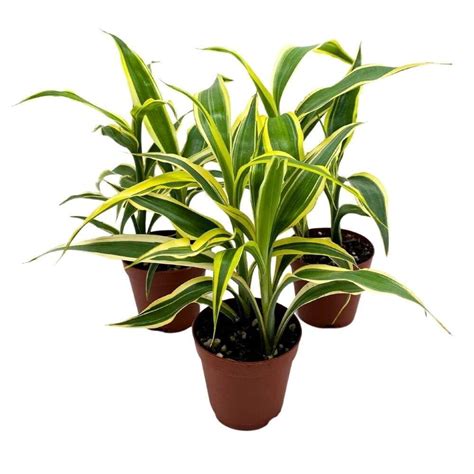 Dracaena Deremensis Variegated Corn Plant Lemon Lime Fragans Inch Set