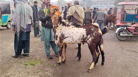 Makhi Chena Bakre Turkey Dumbe Katu Maal Bakra Mandi Shahpur