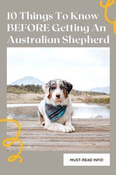 Australian Shepherd