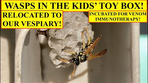 Wasps In The Toy Box How To Relocate Wasp Nests Safely And