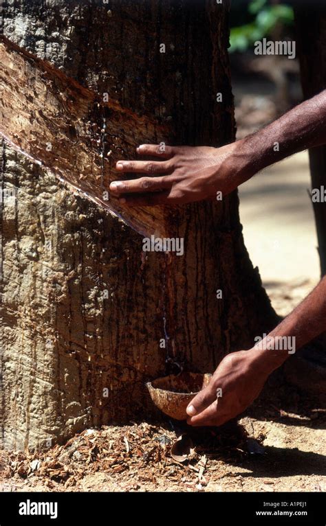 Sri Lanka Tapping Rubber Tree Stock Photo Alamy