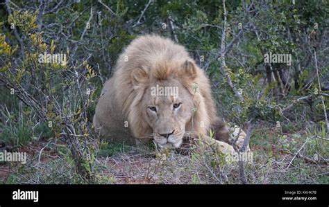 Lions in South Africa Stock Photo - Alamy