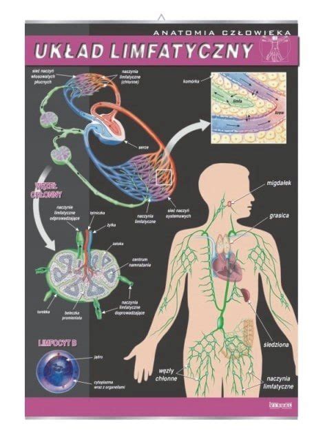 Układ limfatyczny anatomia plansza plakat VISUAL System Sklep EMPIK