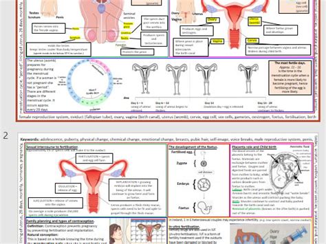 Human Reproduction Teaching Resources