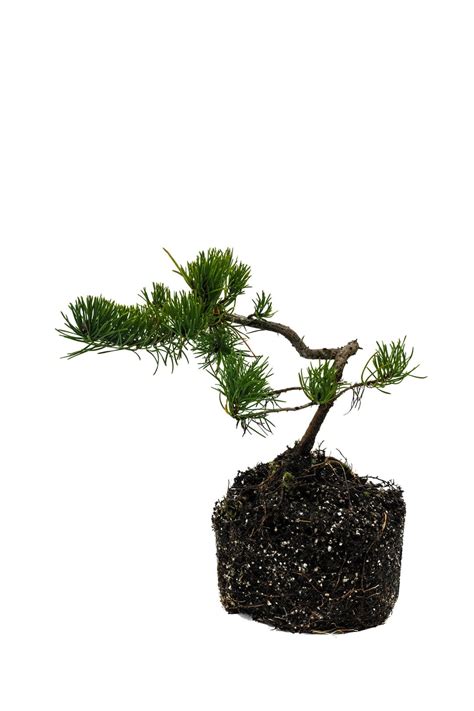 Scotch Pine Mature Bonsai