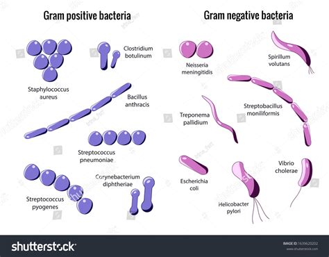 Microbiology Set Arrangements Bacterial Microorganism Gram Stock