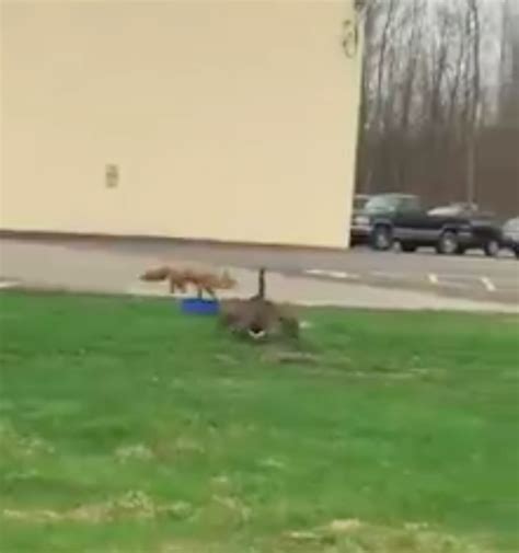 Goose Vs Fox Caught On Camera Spoiler It Doesnt End Well For One Of