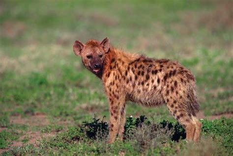 Hyena | mammal | Britannica.com