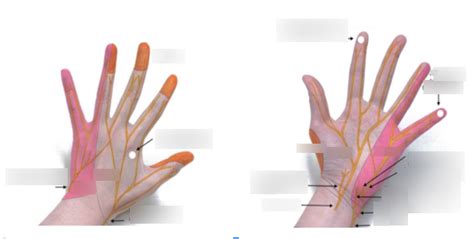 Hand Diagram Quizlet