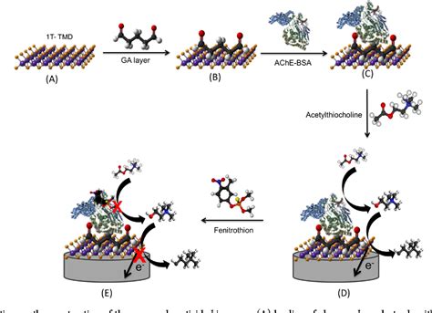 Figure From Two Dimensional T Phase Transition Metal Dichalcogenides