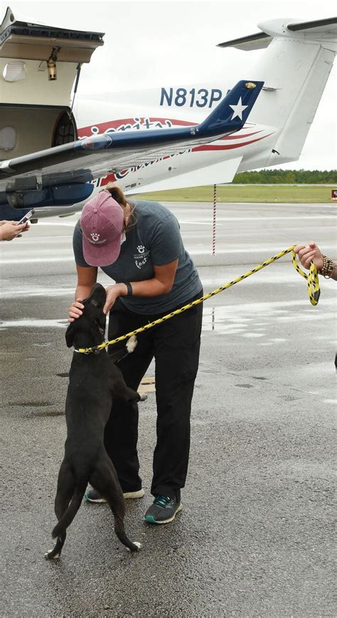 Rescued dogs from Greater Birmingham Humane Society take a flight to ...