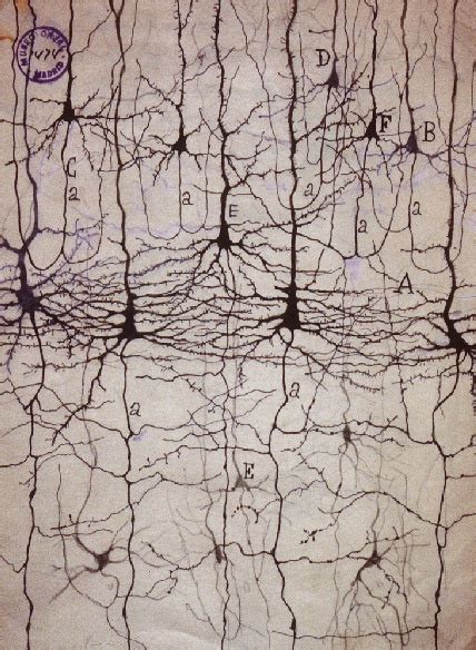 Foto De Neuronas Santiago Ram N Y Cajal Neuroscience Art