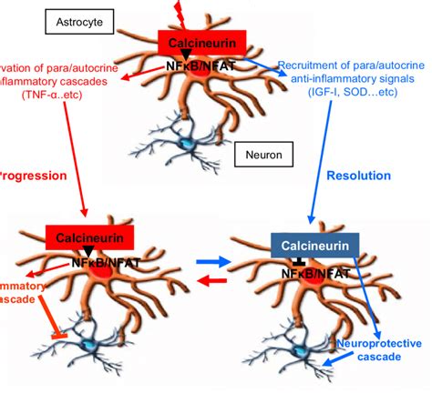 Stages Of The Neuroinflammatory Process In Which Astrocyte Calcineurin