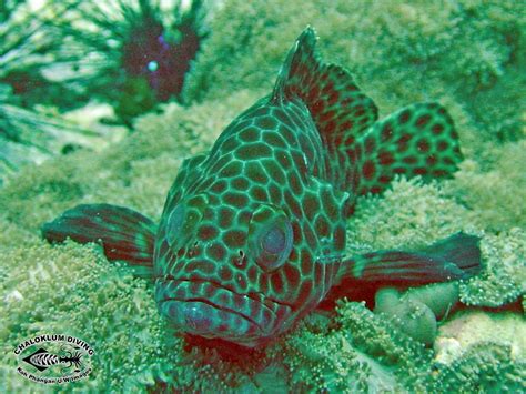 Honeycomb Grouper Epinephelus Merra Chaloklum Diving Koh Phangan